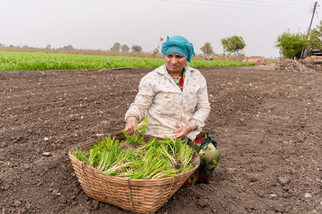 Farmer in India holding a basket of freshly harvested greens in a field