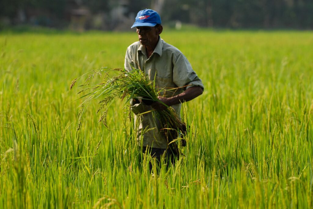 Farmer in India carrying a bundle of green plants across a field