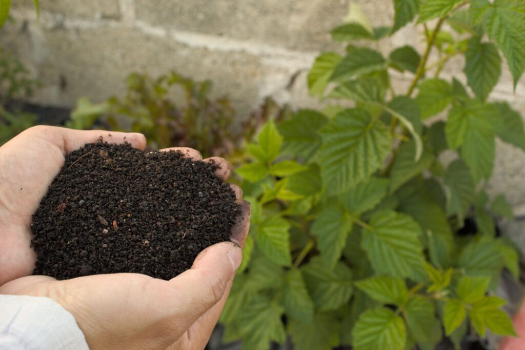 Hands holding dark, crumbly organic manure beside green plants