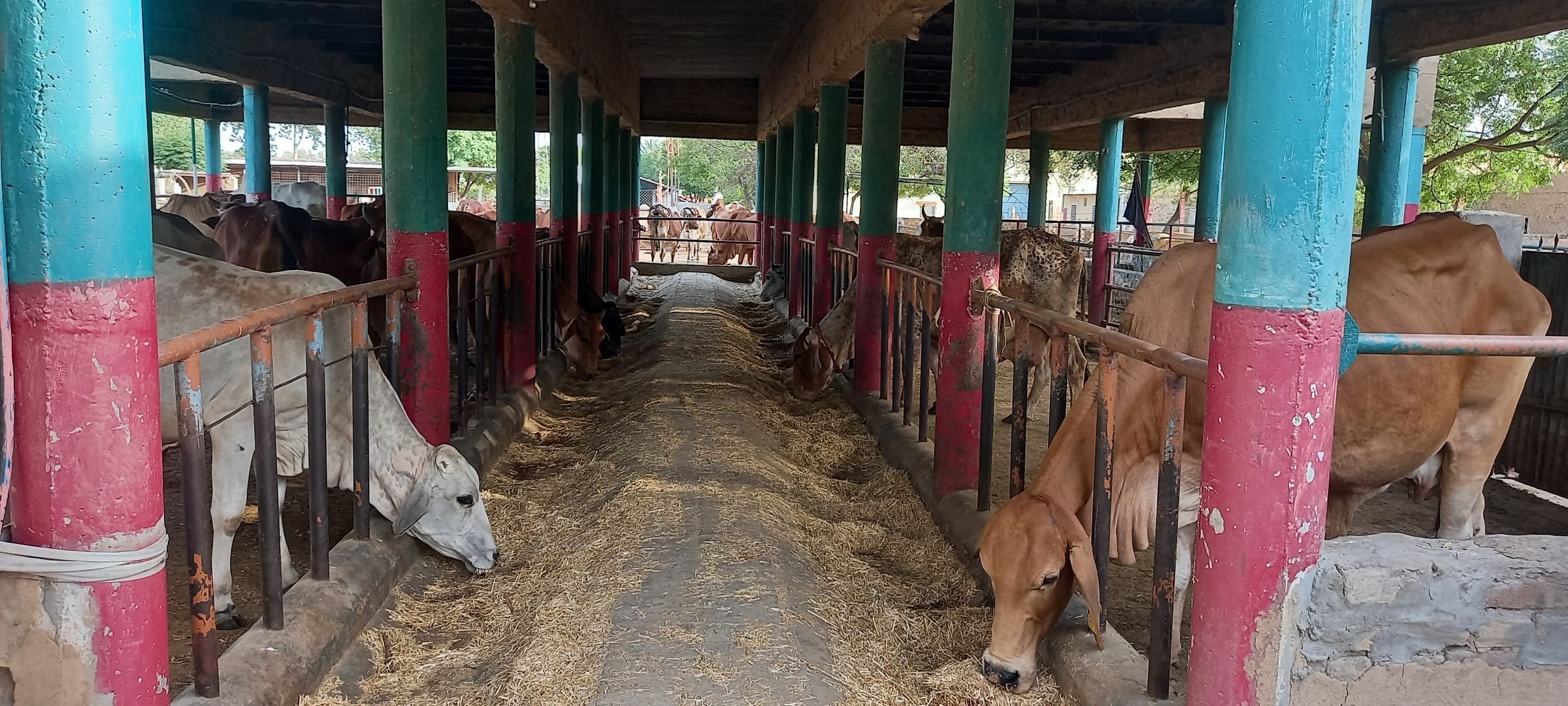 Cows feeding along the centre aisle of a dairy shed in India