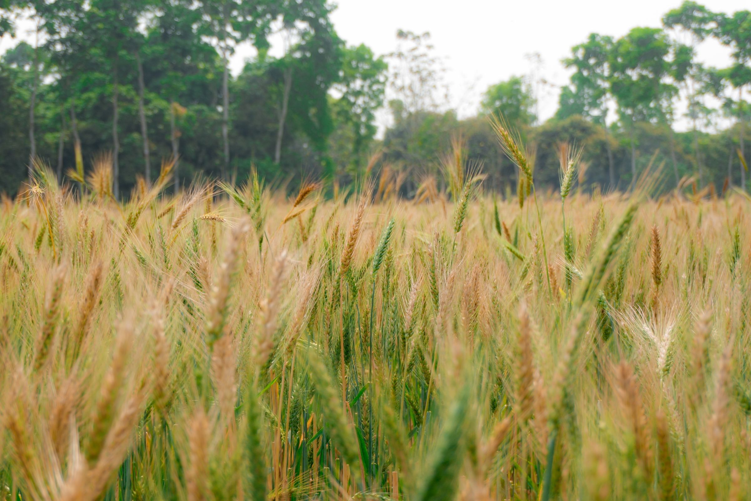 Ripening wheat in a field edged by trees in India
