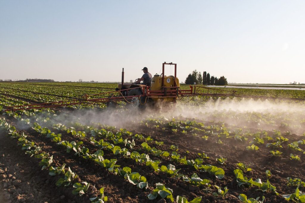 Tractor spraying liquid manure over rows of young crops