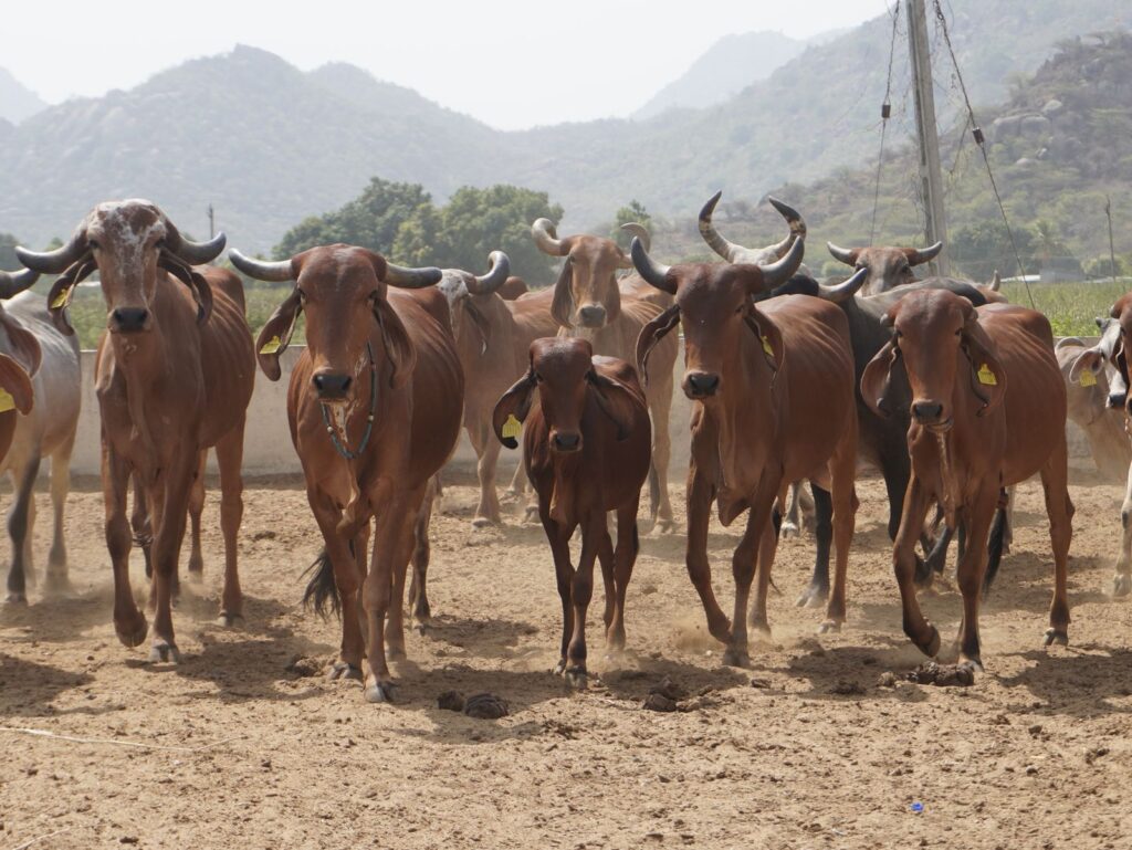 Herd of cattle in an Indian village landscape